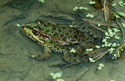 Tier nicht aus Deutschland